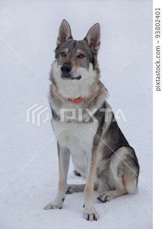 Cute czechoslovak wolfdog puppy in the winter park Cute czechoslovak wolfdog puppy in the winter park 93802401