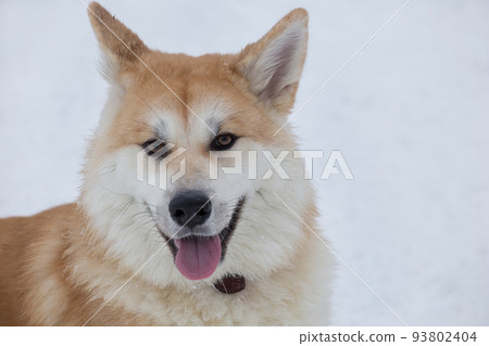 Akita inu puppy looking at the camera in the park. Akita inu puppy looking at the camera in the park. 93802404