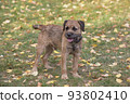 Border terrier puppy in autumn park. Pet animals. 93802410