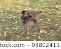 Border terrier puppy is standing on a green grass. 93802411