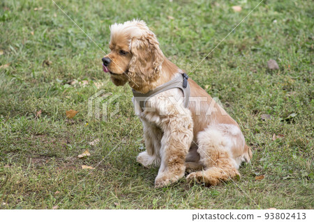 Cute cavalier king charles spaniel puppy. Cute cavalier king charles spaniel puppy. 93802413