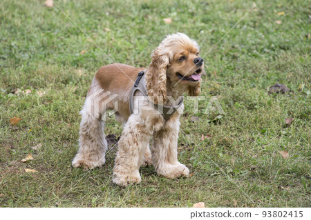 Cavalier king charles spaniel puppy. Pet animals. 93802415