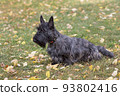 Scottish terrier puppy is sitting on green grass. 93802416