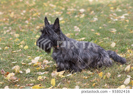 Scottish terrier puppy is sitting on green grass. 93802416