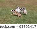 Three dogs are running in the autumn park. Pets. 93802417