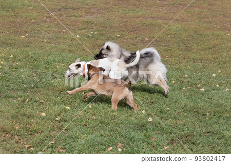 Three dogs are running in the autumn park. Pets. Three dogs are running in the autumn park. Pets. 93802417