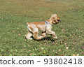 Cute cavalier king charles spaniel puppy. Pets. 93802418