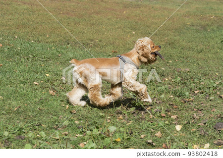 Cute cavalier king charles spaniel puppy. Pets. Cute cavalier king charles spaniel puppy. Pets. 93802418