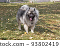 Cute wolfspitz puppy is standing on a green grass. 93802419