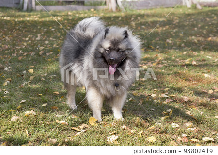 Cute wolfspitz puppy is standing on a green grass. Cute wolfspitz puppy is standing on a green grass. 93802419
