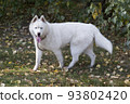 Cute white siberian husky with blue eyes. Pets. 93802420