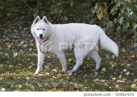 Cute white siberian husky with blue eyes. Pets. 93802420