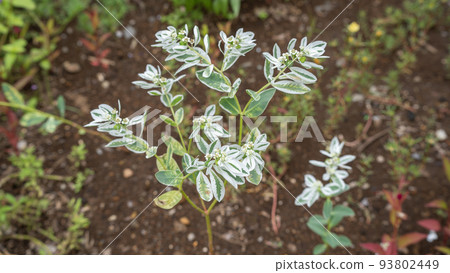 初雪草/初雪草 93802449