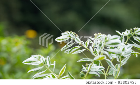 初雪草/初雪草 93802453