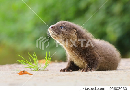 Very cute eurasian river otter baby 93802680