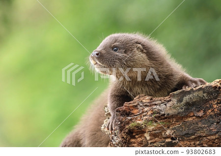 Very cute eurasian river otter baby 93802683