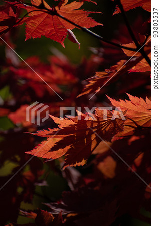 陽光下的紅楓葉 陽光下的紅楓葉 93803537