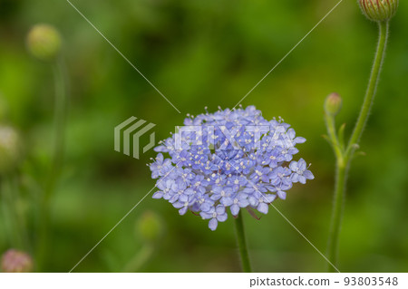 盛開的可愛紫色花藍色蕾絲花 93803548