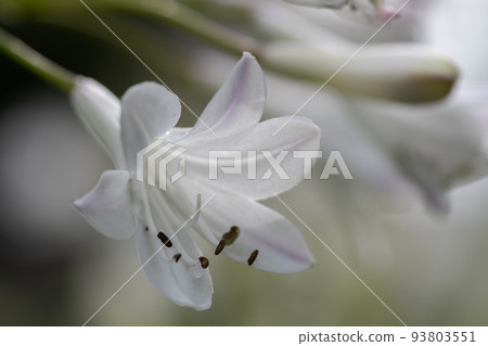 盛開的白色百子蓮花 93803551