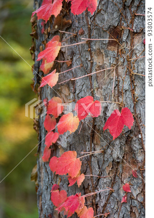 常春藤葉子色紅色 93803574