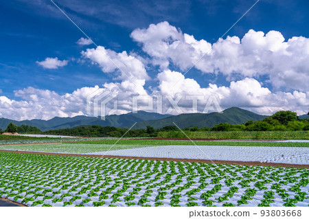 "Nagano Prefecture" Rural scenery of the summer sky, lettuce fields of Nobeyama Plateau 93803668