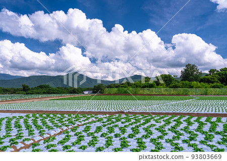 "Nagano Prefecture" Rural scenery of the summer sky, lettuce fields of Nobeyama Plateau 93803669