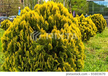 Thuja western close up 93803670