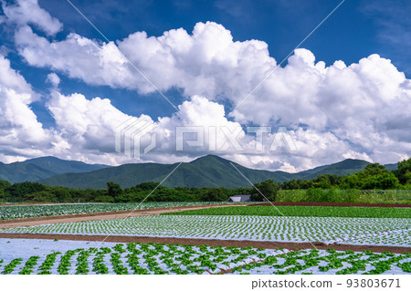 "Nagano Prefecture" Rural scenery of the summer sky, lettuce fields of Nobeyama Plateau 93803671
