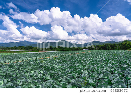 “長野縣”夏日天空的田園風光，野邊山高原的生菜田 93803672