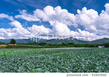 “長野縣”夏日天空的田園風光,野邊山高原的生菜田 “長野縣”夏日天空的田園風光,野邊山高原的生菜田 93803680