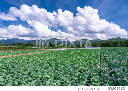 "Nagano Prefecture" Rural scenery of the summer sky, lettuce fields of Nobeyama Plateau 93803683