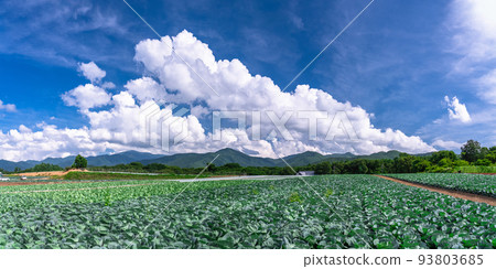 “長野縣”夏日天空的田園風光，野邊山高原的生菜田 93803685