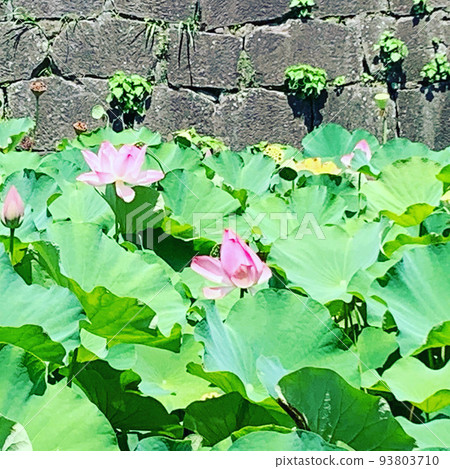 lotus flower in moat 93803710