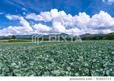 "Nagano Prefecture" Rural scenery of the summer sky, lettuce fields of Nobeyama Plateau "Nagano Prefecture" Rural scenery of the summer sky, lettuce fields of Nobeyama Plateau 93803723