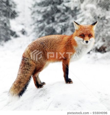 Red fox (vulpes vulpes) in winter scenery Red fox (vulpes vulpes) in winter scenery 93804096
