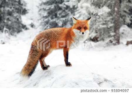 Red fox (vulpes vulpes) in winter snowy forest Red fox (vulpes vulpes) in winter snowy forest 93804097