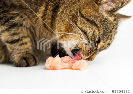 tabby cat eating raw chicken meat on white background tabby cat eating raw chicken meat on white background 93804181
