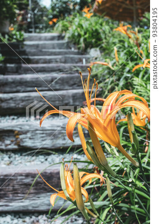 金針花 金針花 93804195