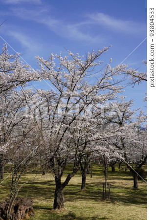 Tateshinasan Shokoji Temple is a famous cherry blossom viewing spot where you can see the "Somei Yoshino cherry tree, the slowest in Honshu". 93804533