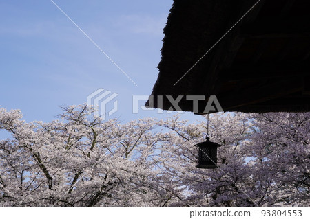 Tateshinasan Shokoji Temple is a famous cherry blossom viewing spot where you can see the "Somei Yoshino cherry tree, the slowest in Honshu". 93804553