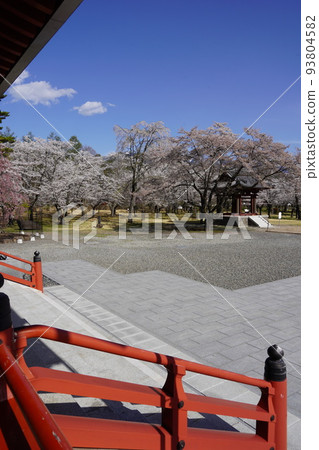 立科山正光寺是著名的賞櫻勝地，可以看到“本州最慢的染井吉野櫻花樹”。 93804582