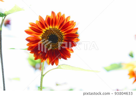 Red Sunflower Flower (August) Sunflower (Sunflower) 150 Red Sunflower Flower (August) Sunflower (Sunflower) 150 93804633
