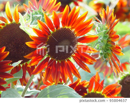 紅色向日葵花（七月）向日葵（向日葵）23 93804637