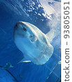sunfish in aquarium 93805051