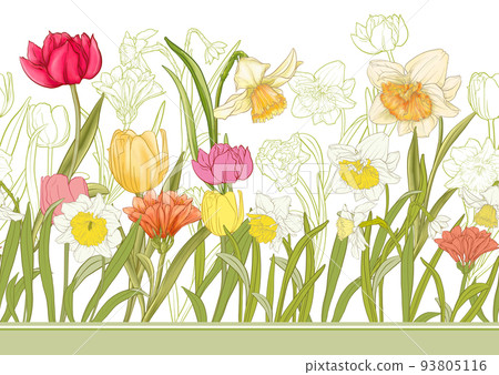White daffodils and tulips flowers, the early... - Stock Illustration ...