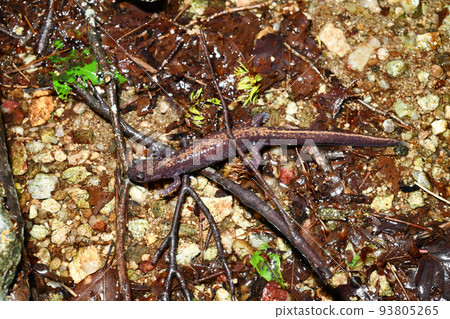 在產卵區附近散步的萬代箱根蠑螈 在產卵區附近散步的萬代箱根蠑螈 93805265