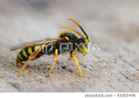 Closeup of a colorful yellow male Lathbury's nomad bee, Nomada lathburiana 93805496