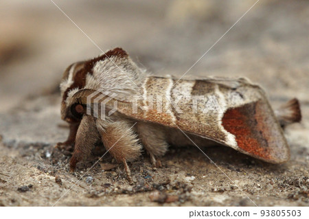 Close up of the chocolate-tip moth, Clostera curtula on wood 93805503