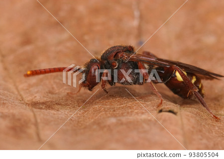 Closeup on a colorful red female flavous nomad cleptoparasite bee Nomada flava 93805504