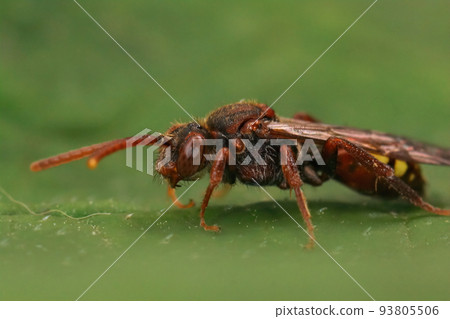Closeup on a colorful red female flavous nomad cleptoparasite bee Nomada flava 93805506